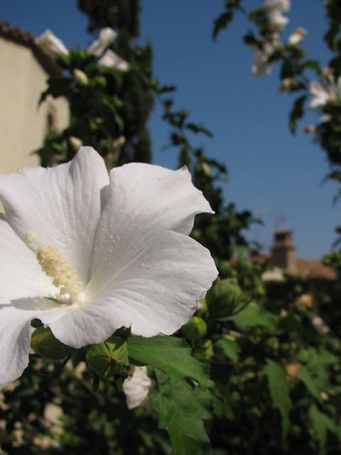 Tossa
