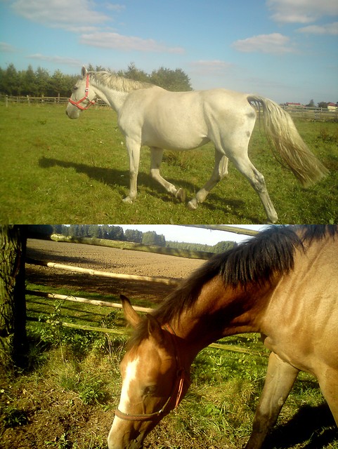 Skarby:*