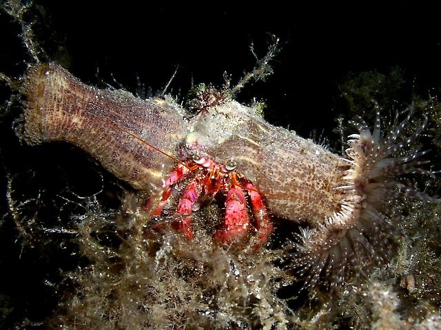 krab pustelnik
