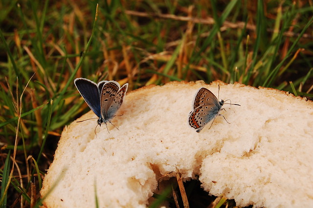 butterfly ;)