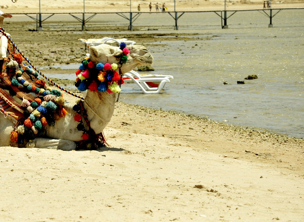 camel