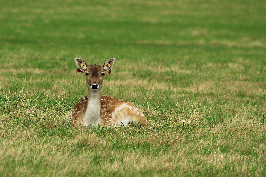 Phoenix Park II