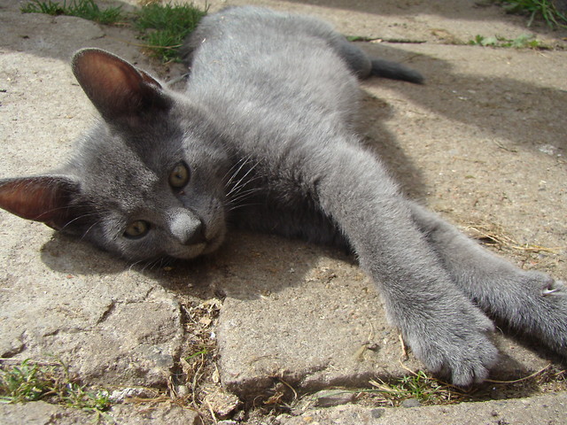 Kotek