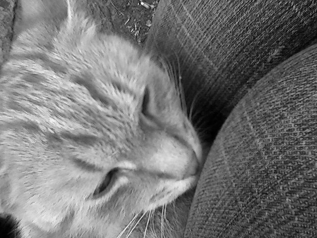 Puma.