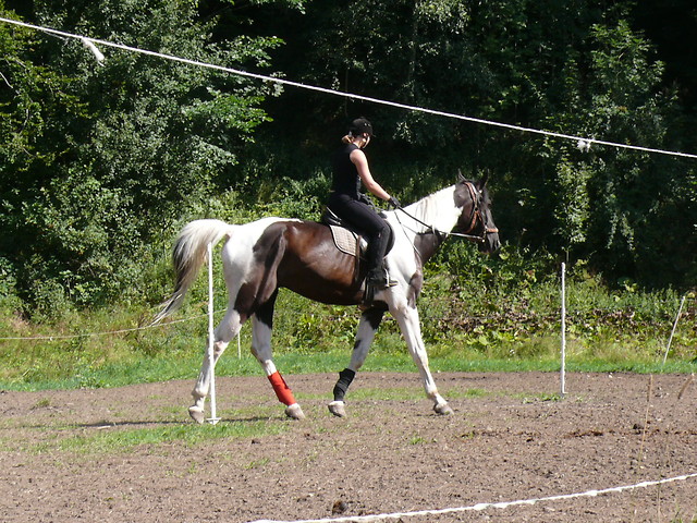 Kochany dresaysta 