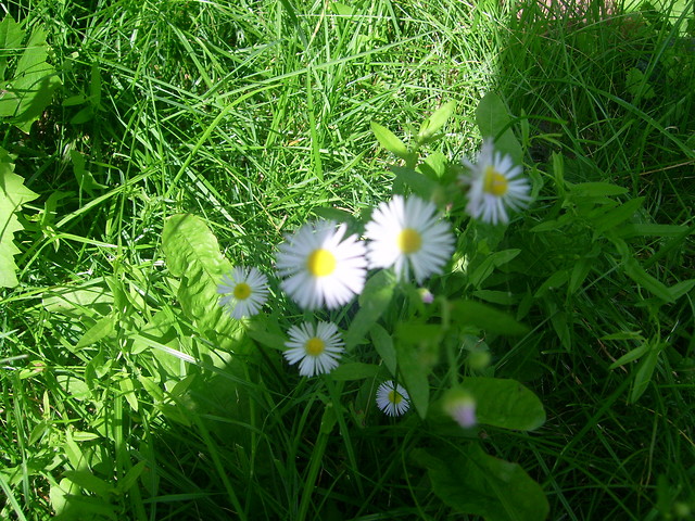 Stokrotki 