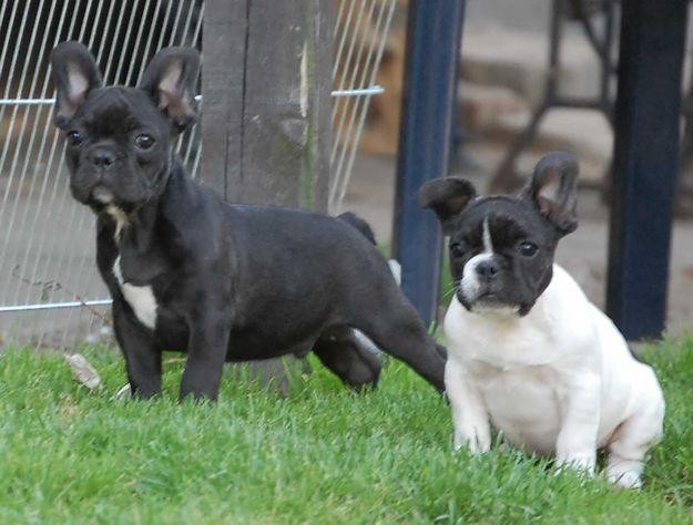 Buldogiii 