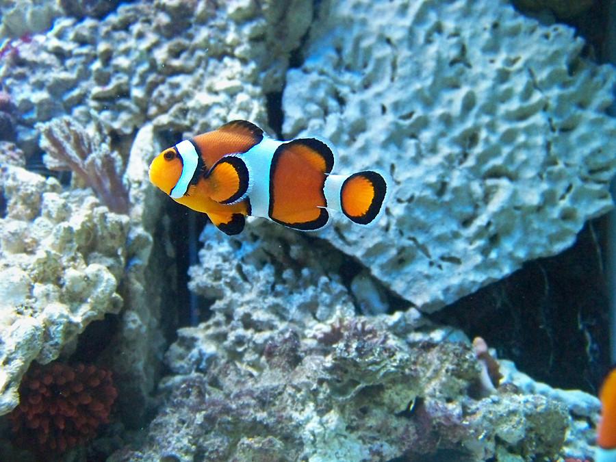 Nemo