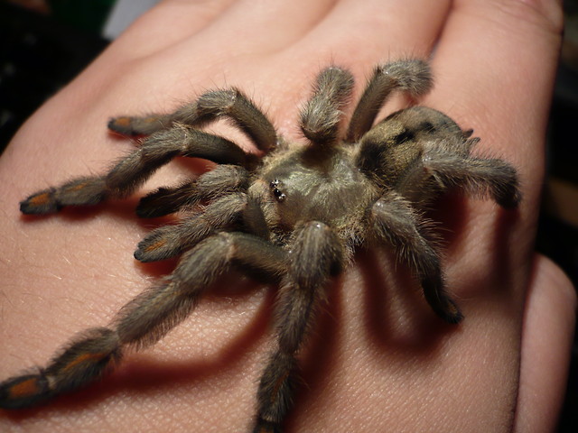 P.cambridgei L 8 albo 9 :D