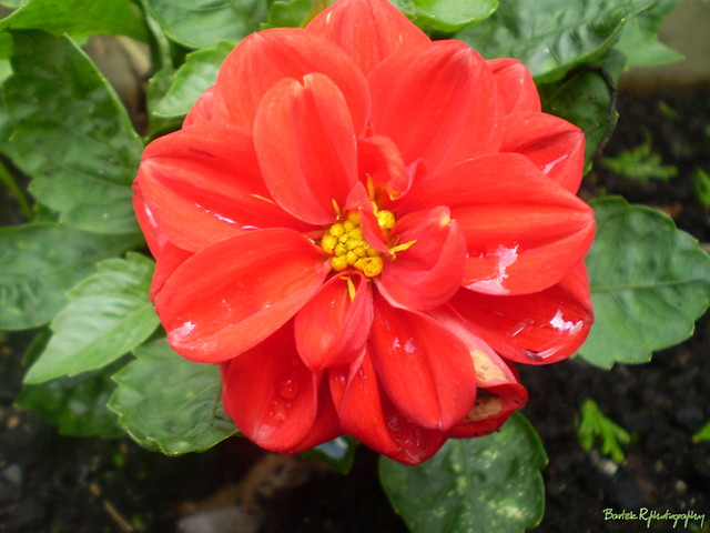 Dalia