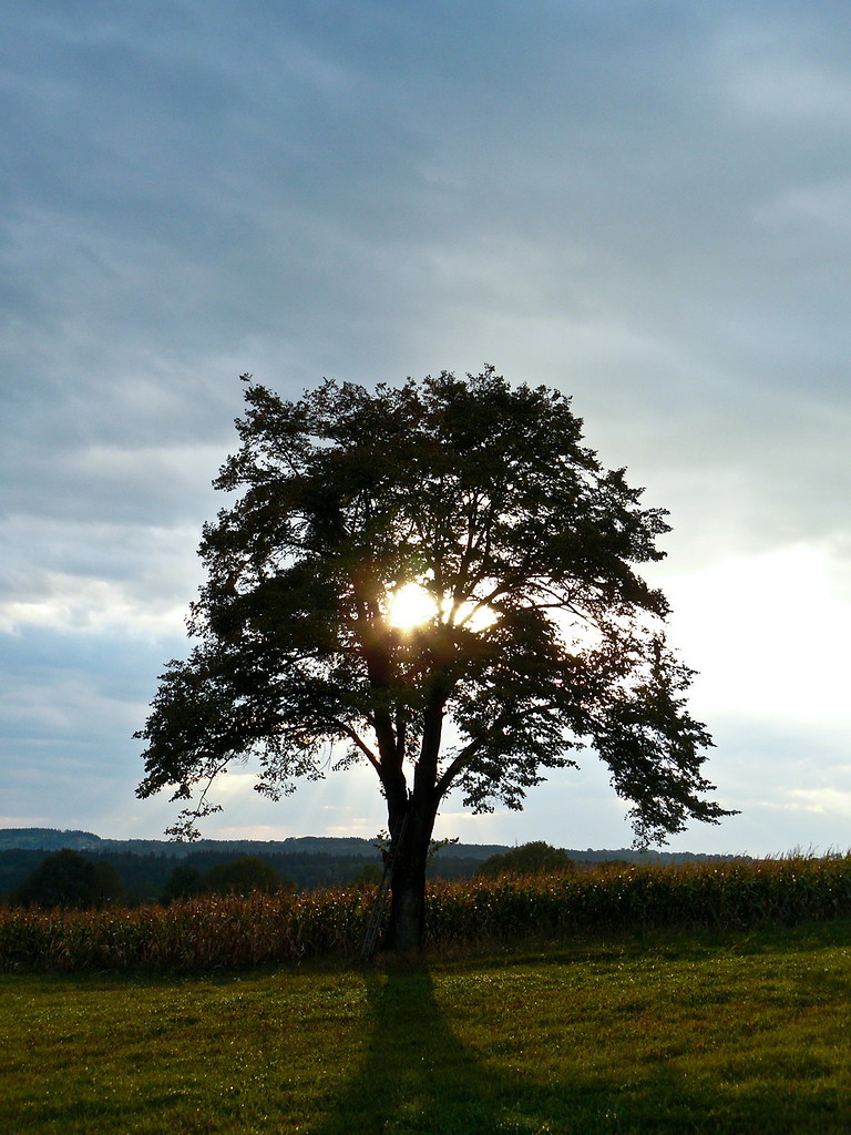 just a tree