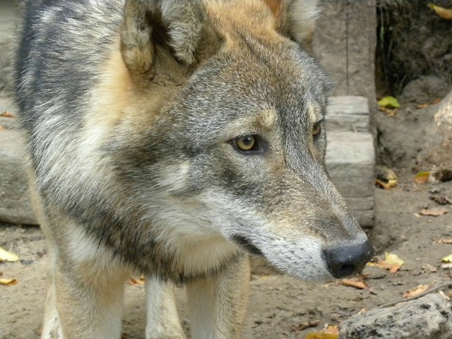 Wilk