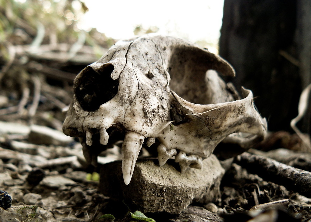 skull