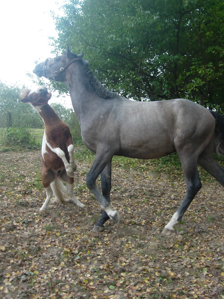 Rumianek&Jamin 