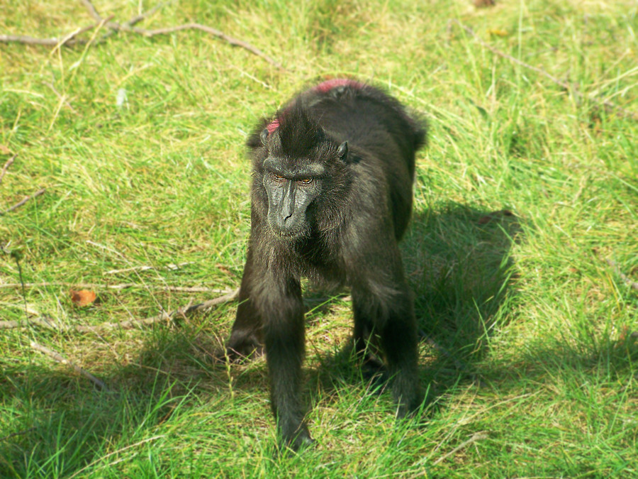 Pan Monkey