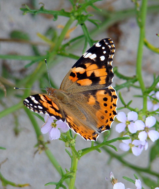 Motyl