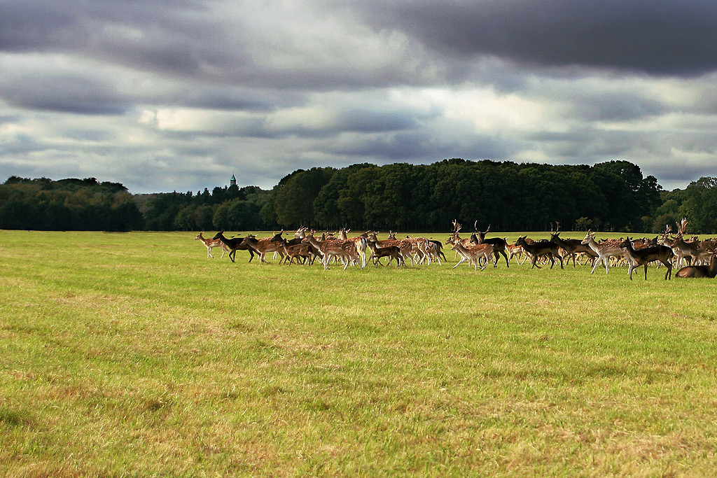 Phoenix Park VIII