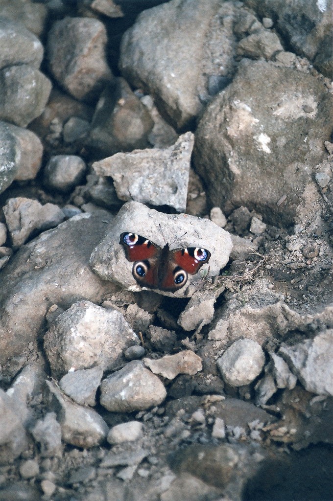 Schmetterling