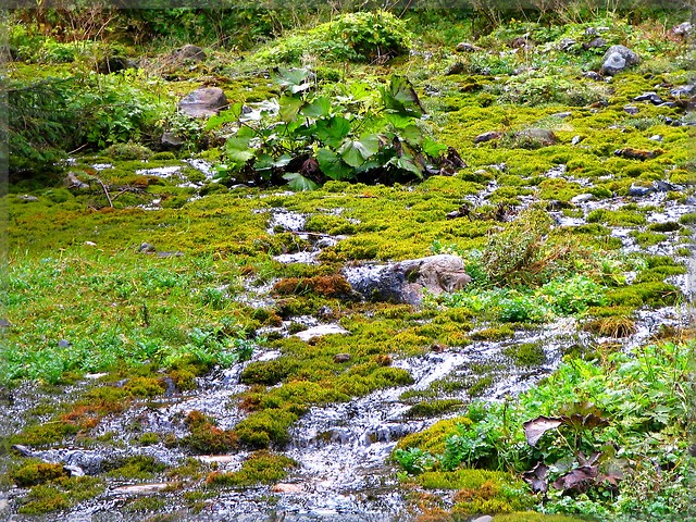 Tatry - Kocieliski Potok