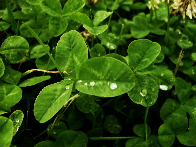 Listki