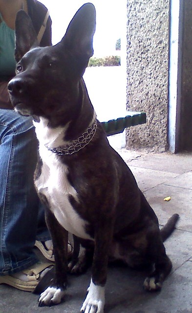 Caa Fiona :**