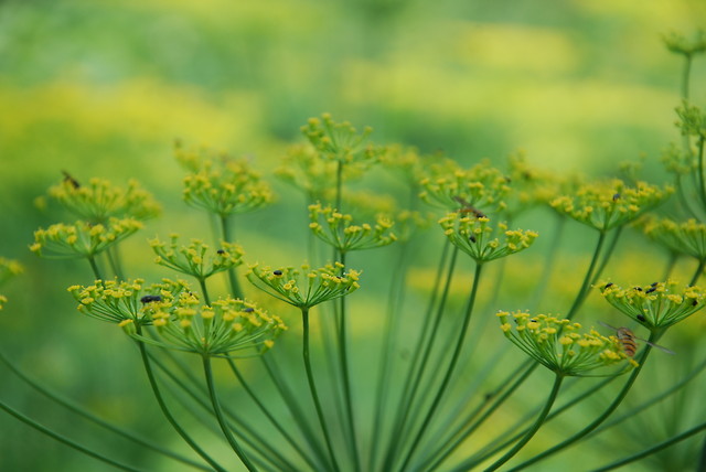 dill