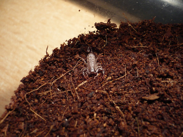 Euscorpius italicus Herbst, 1800