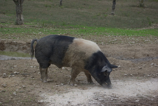 Kruszynka