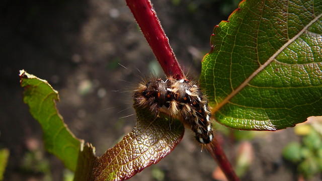 A bug!!!