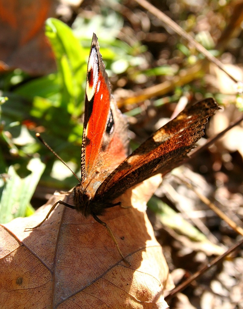 Niedziela