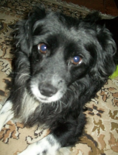 Ziki