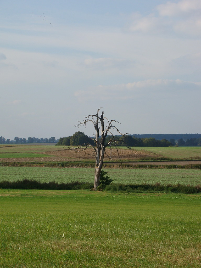 drzewko.