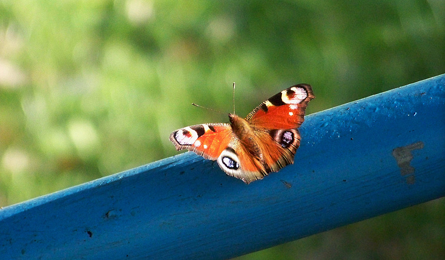 Motylcio