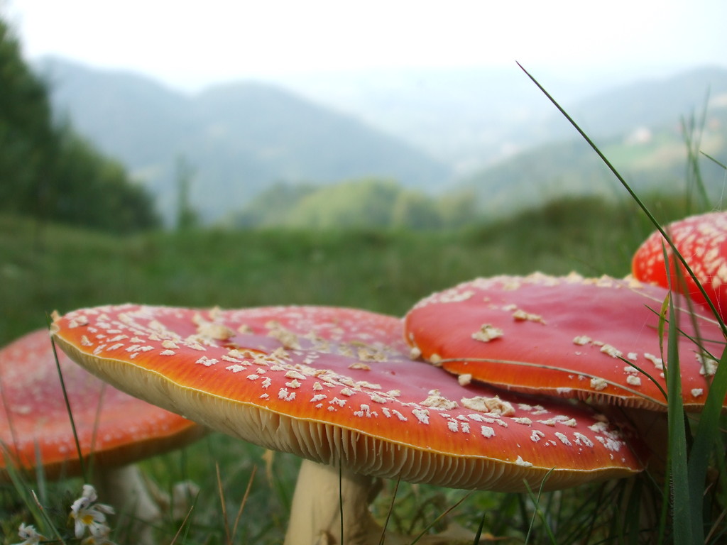 Shrooms :D