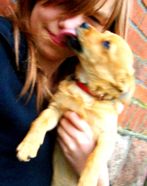 Dingo