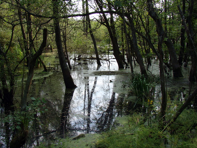 Bagna okolice Koobrzegu