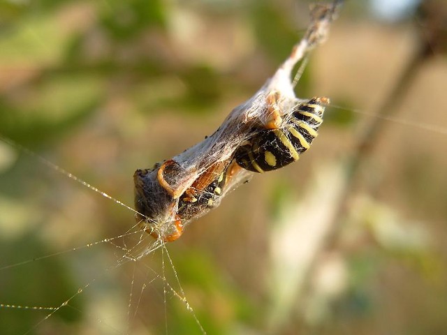 zapasy