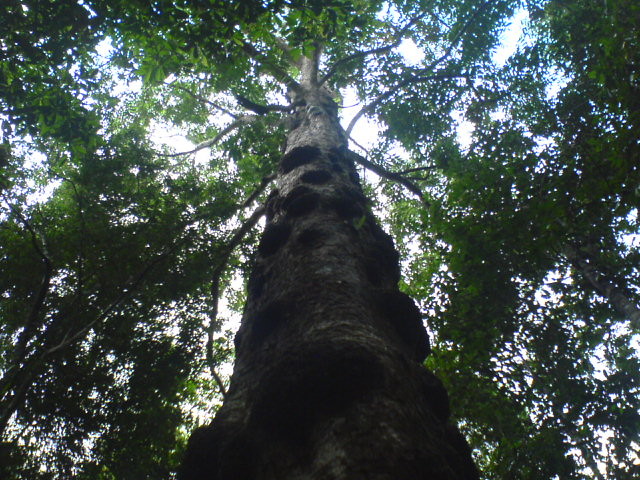 Rainforest in Vietnam