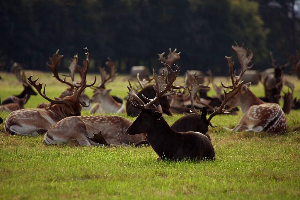 Phoenix Park X