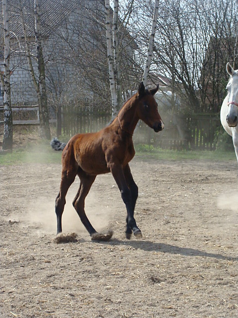May Osiu ;**