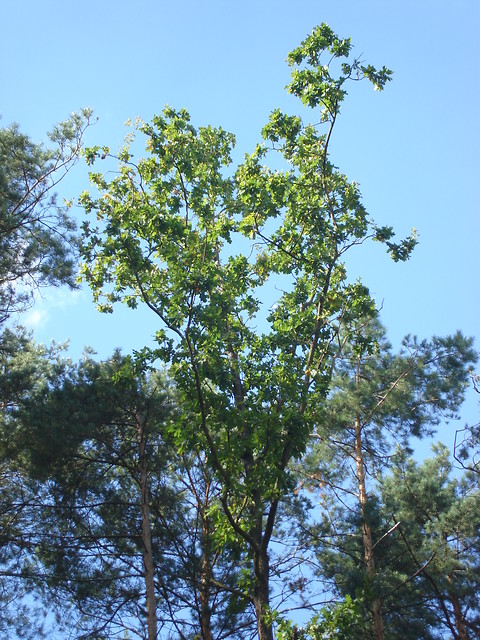 ...wiesz, mam takie wraenie...