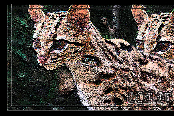 Ocelot