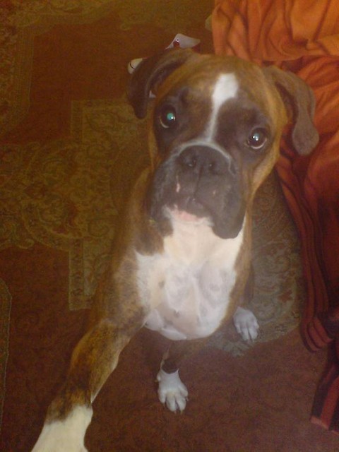 Cudny pies :*