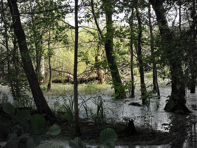 Bagna Moczary Szuwary