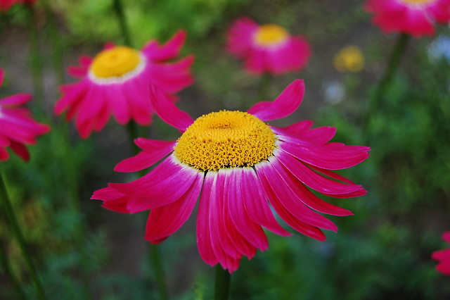 floower