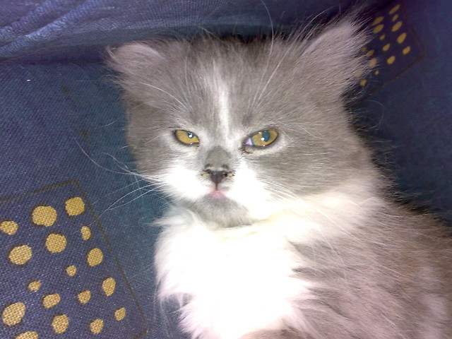 KOTEK :)