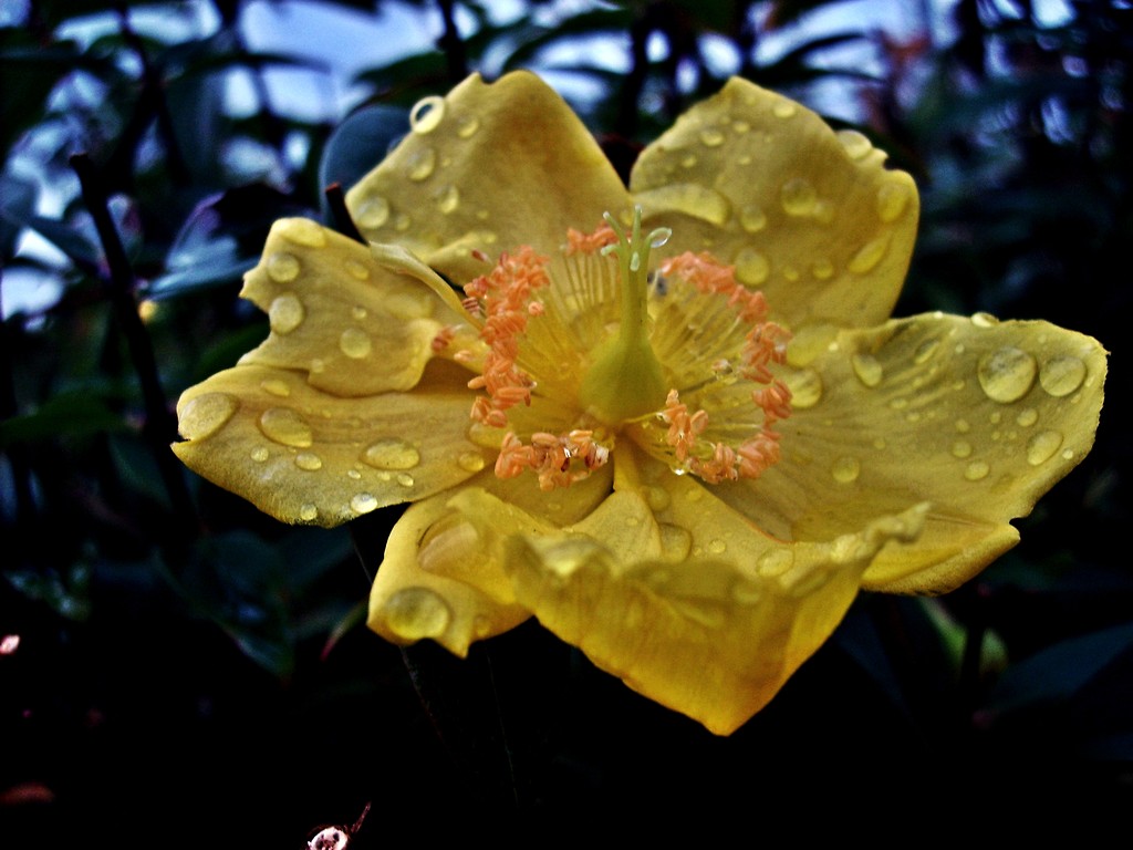 Yellowee