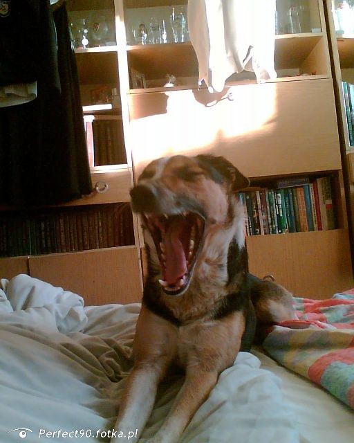 Moj piesek :D