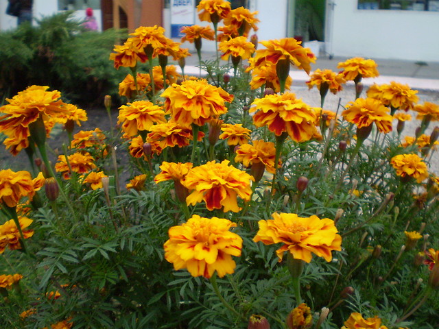 Aksamitki