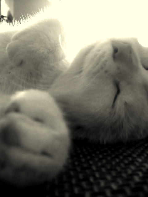 Skarbek..; **